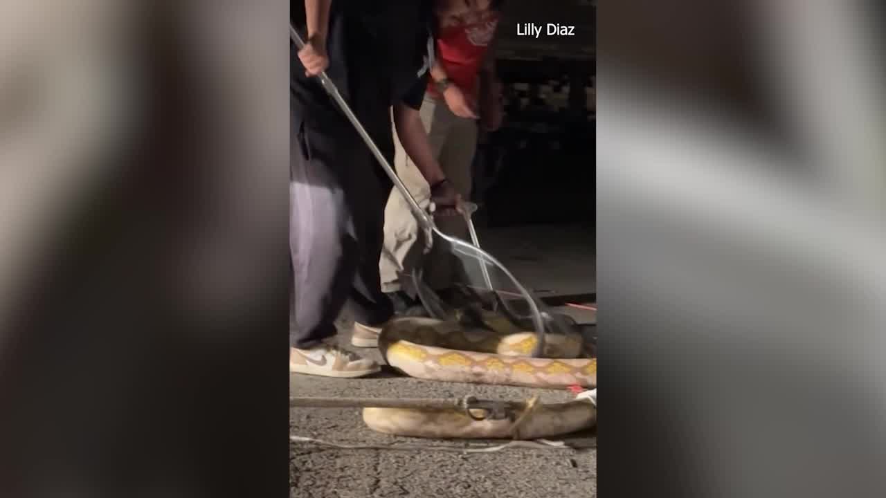 15-foot python captured in Garland
