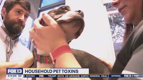 Common household items that are toxic for cats, dogs