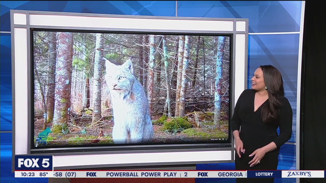 Lynx caught on Minnesota trail cam