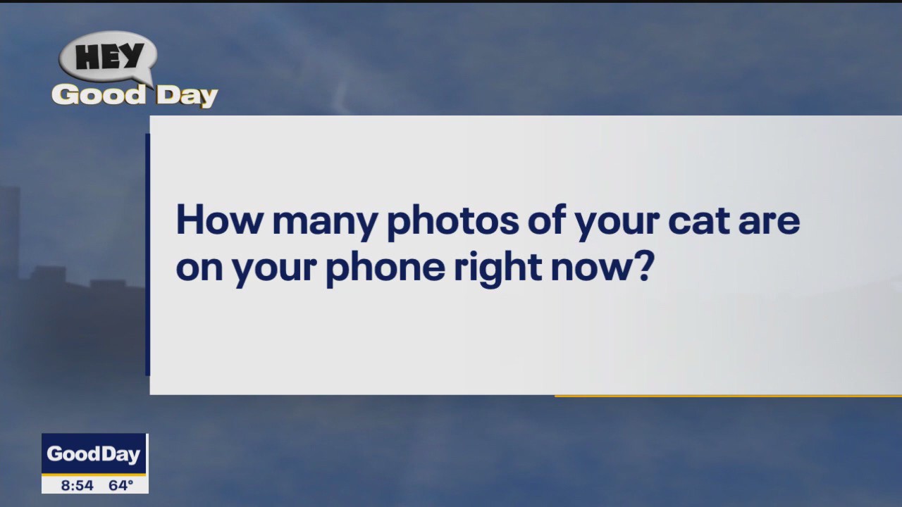 Hey Good Day!: Ali's cats edition