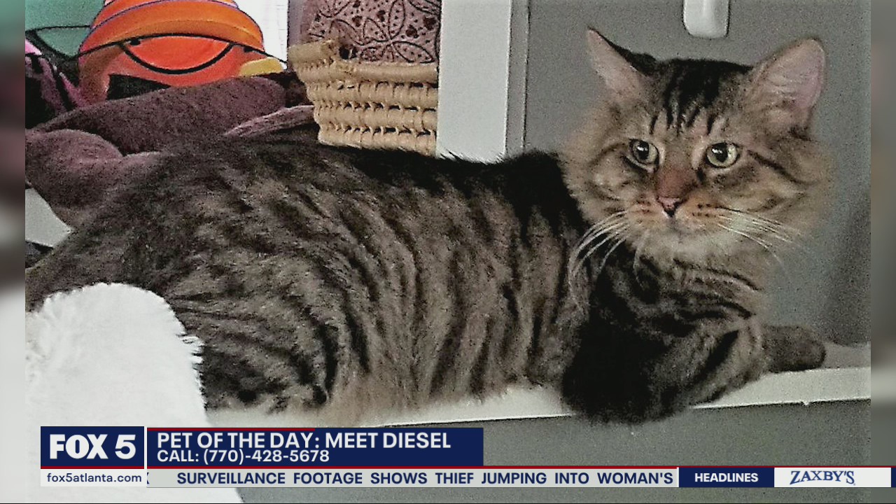 Pet of the day from the Humane Society of Cobb County