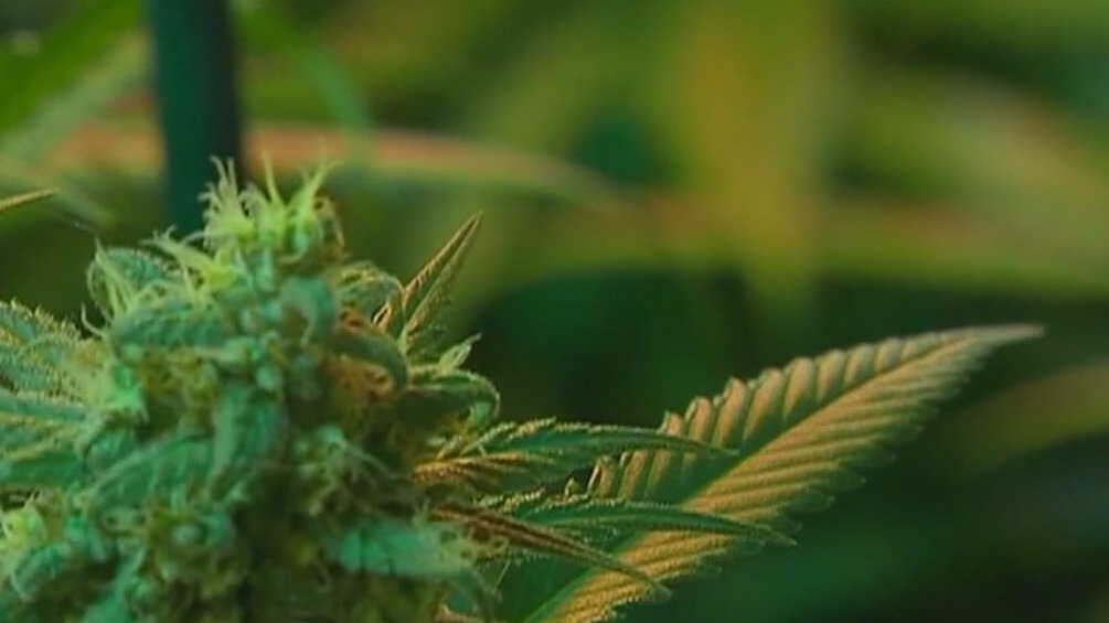 Cannabis use could double risk of heart death