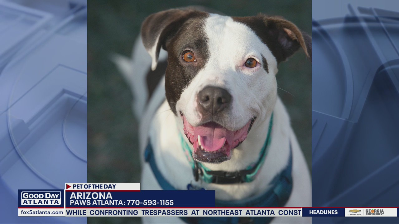 Pet of the Day from PAWS Atlanta