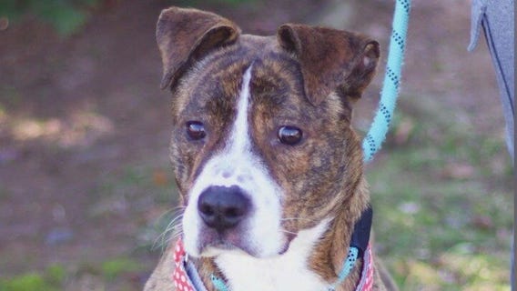 Meet Blitzen: Our Pet of the Day