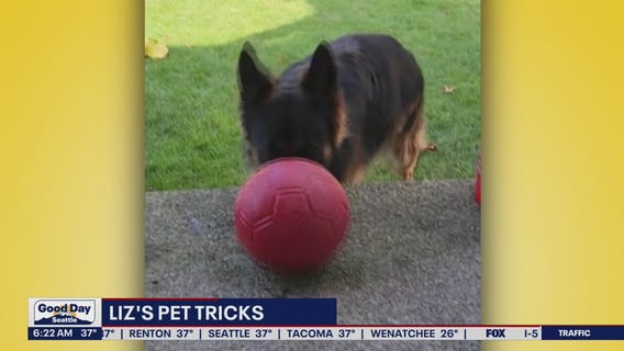 Liz's Pet Tricks for Monday, November 28