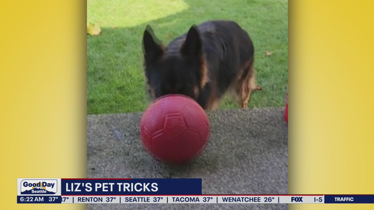 Liz's Pet Tricks for Monday, November 28