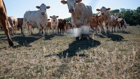 Here's why it smells in the Twin Cities this morning