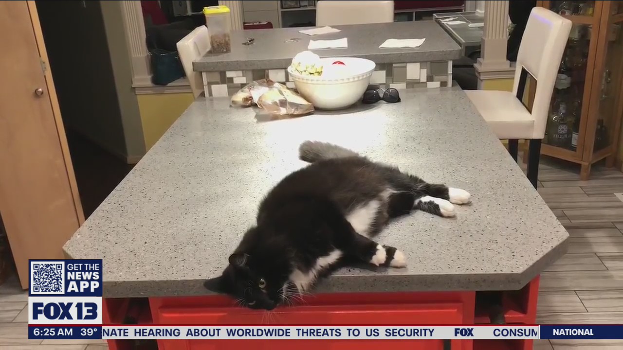 Liz’s Pet Tricks for Friday, March 11