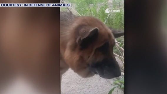 Dog zip tied, abandoned