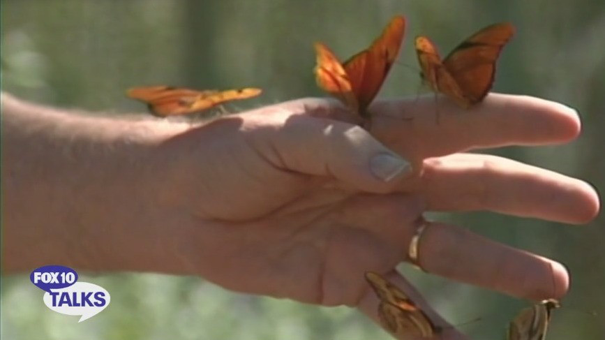 Butterflies at Desert Botanical Garden l FOX 10 Talks