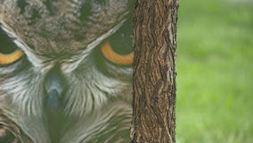 Chicago owl family dies of suspected rat poison