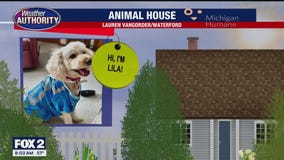 Welcome Lila, Leo, Ivy