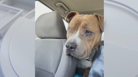 Adopt Jefferson from WilCo!