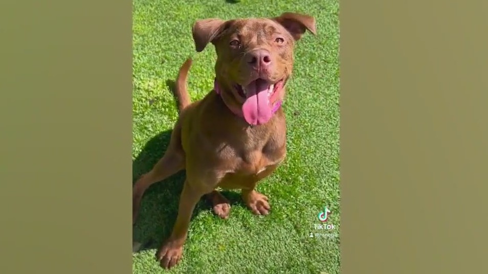 Meet Elsa and Honey: Our Pet of the Day