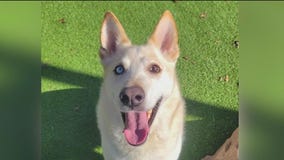 Meet Blake and Oreo: Our Pets of the Day