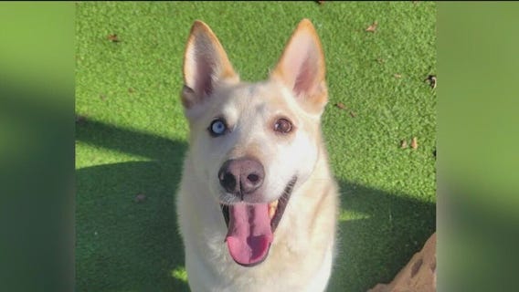 Meet Blake and Oreo: Our Pets of the Day