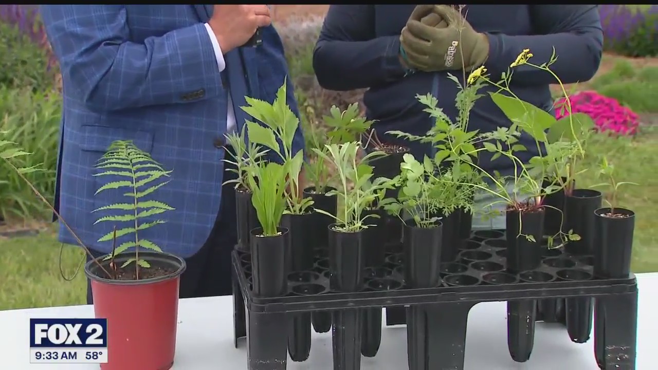 Spring planting with Friends of the Rouge