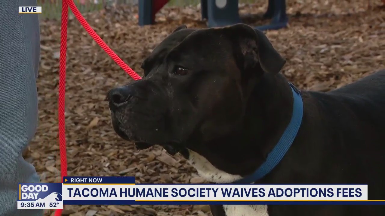 Tacoma Humane Society waives adoption fees