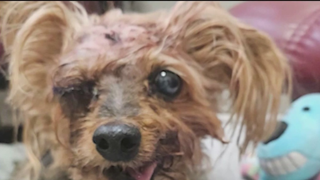 Yorkie nearly mauled to death in dog attack