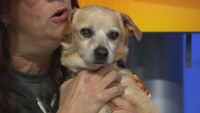 Pet Project: Pappy from Best Friends Animal Society