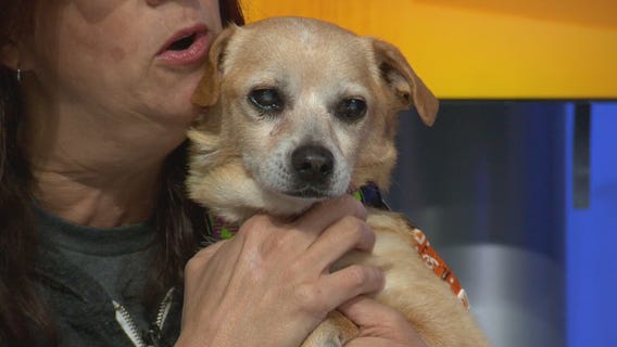 Pet Project: Pappy from Best Friends Animal Society