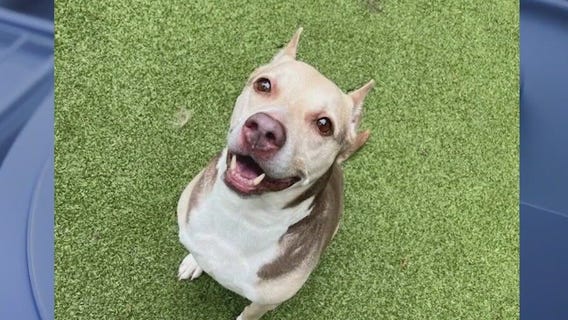 PET OF THE DAY: Rizzo