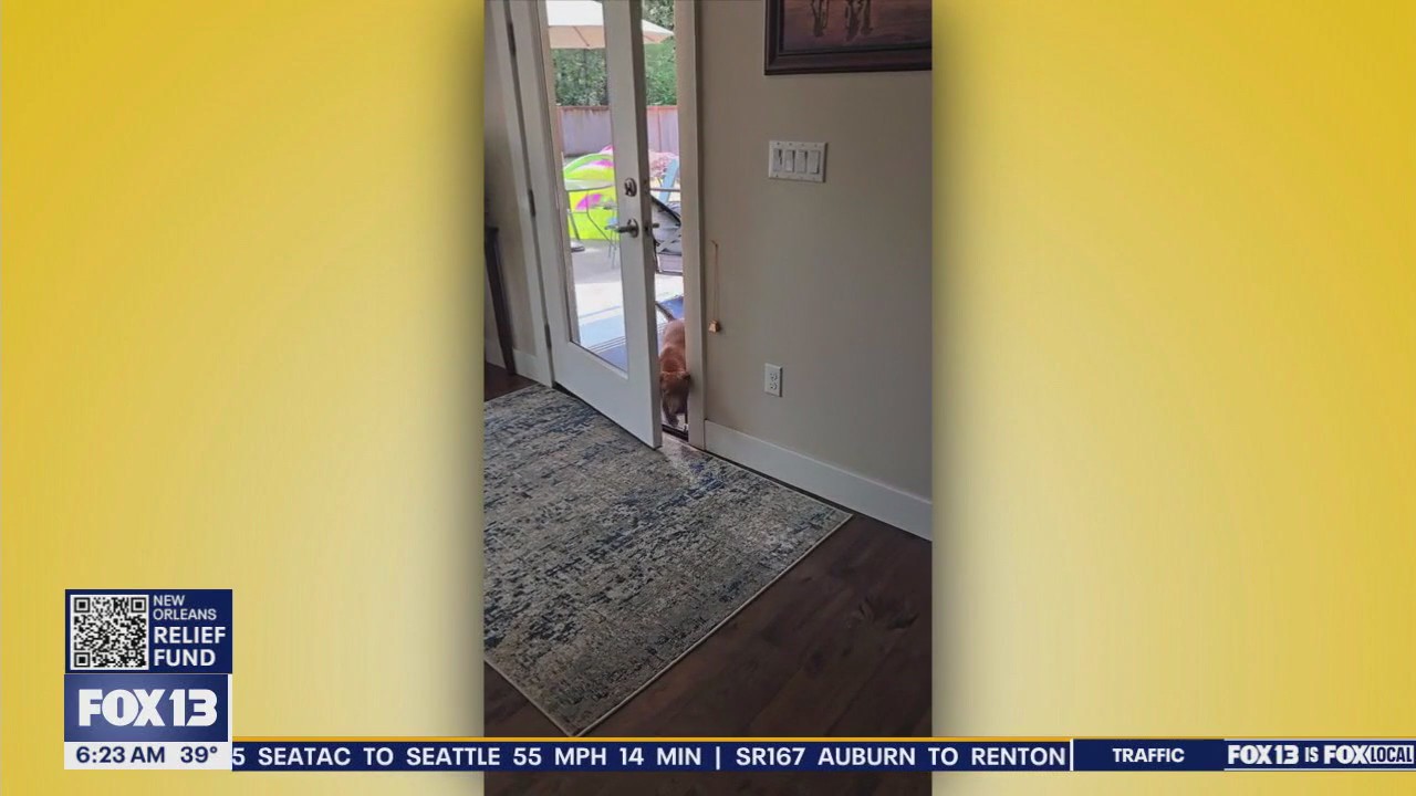 Pet Tricks for Tuesday, January 7