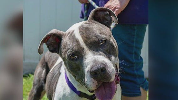 Meet Under: Our Pet of the Day