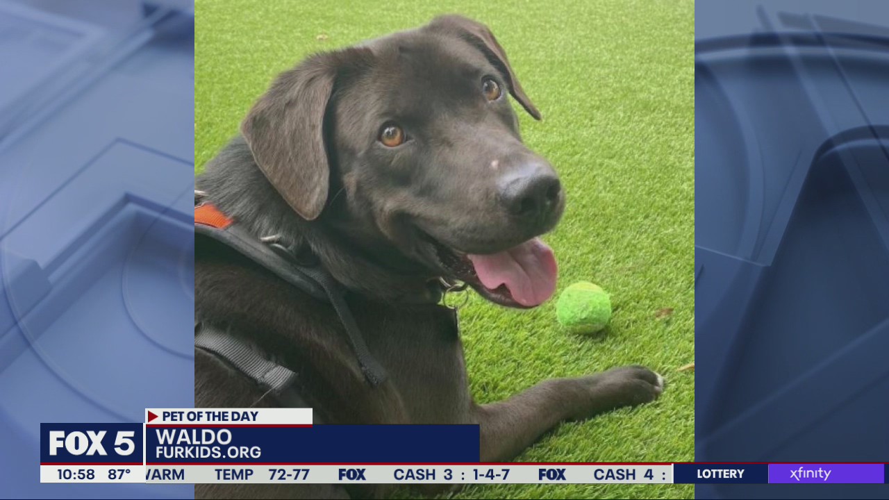 Pet of the Day from Fur Kids