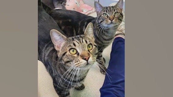 Pets of the Day: Justice and Kennedy