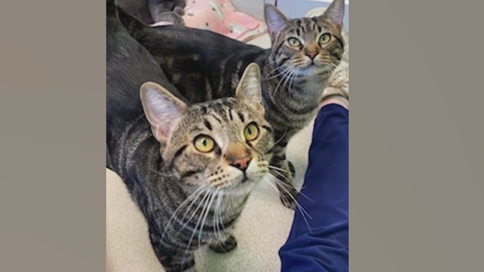 Pets of the Day: Justice and Kennedy