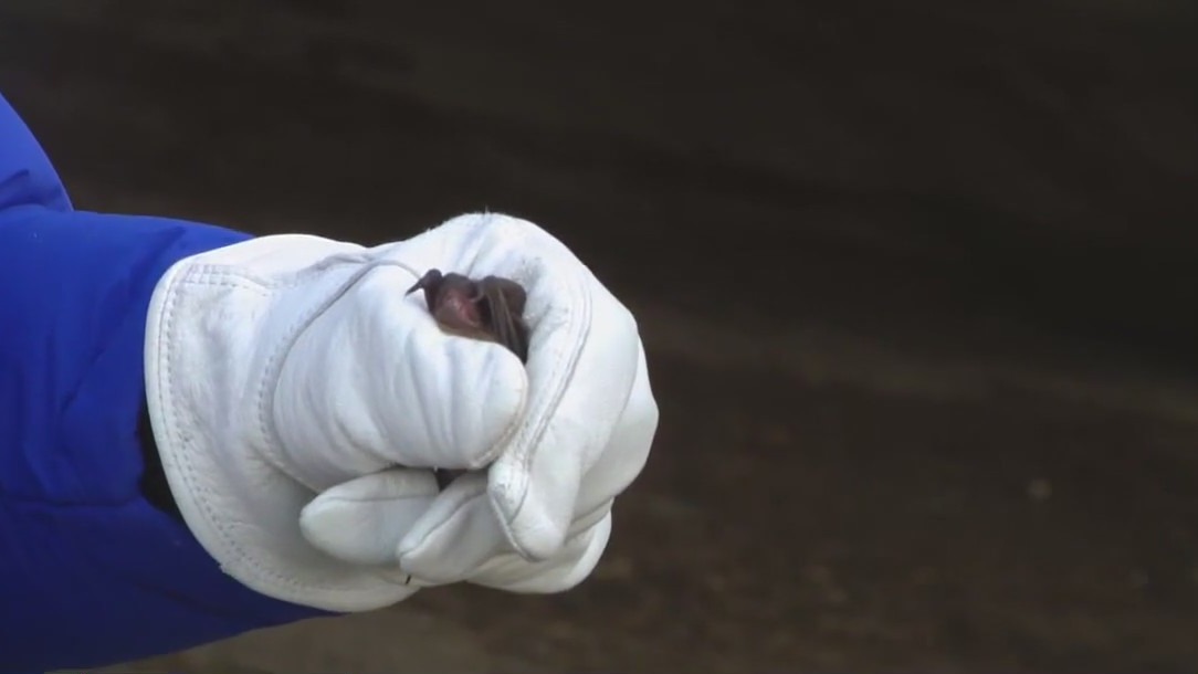 Houston Humane Society rescues bats from cold