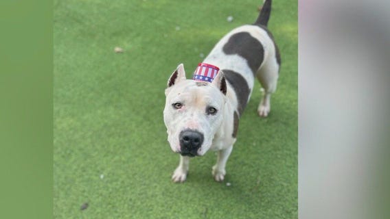 Pet of the Day from the Humane Society of NE Georgia