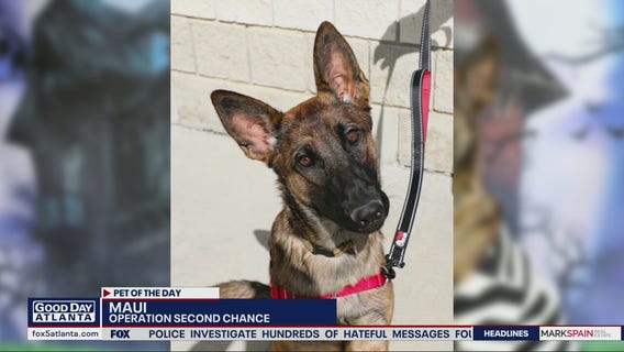 Pet of the Day from Operation Second Chance