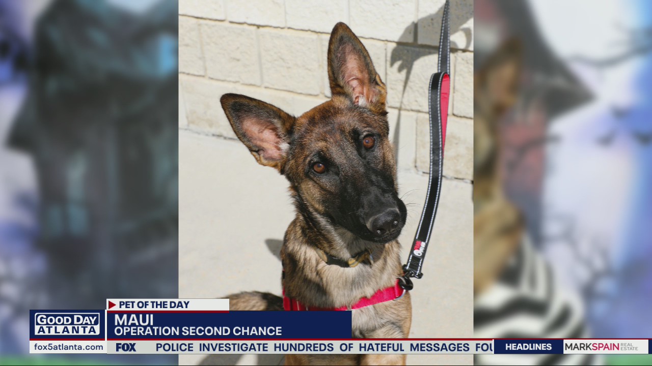 Pet of the Day from Operation Second Chance