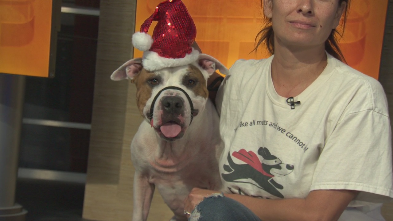 Pet Project: Bear from League of Extraordinary Mutts