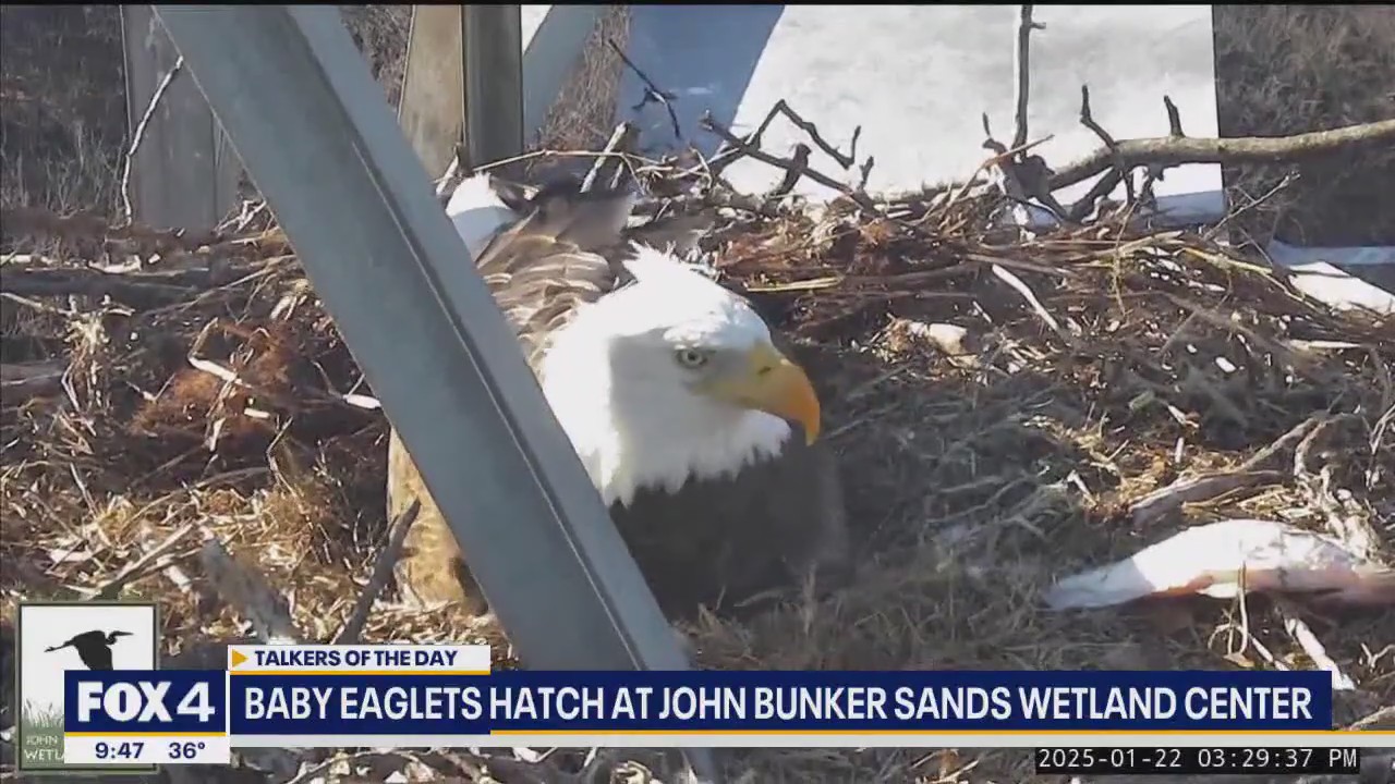 WATCH: Two bald eagles hatch in Dallas