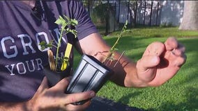 Planting your fall garden in late summer