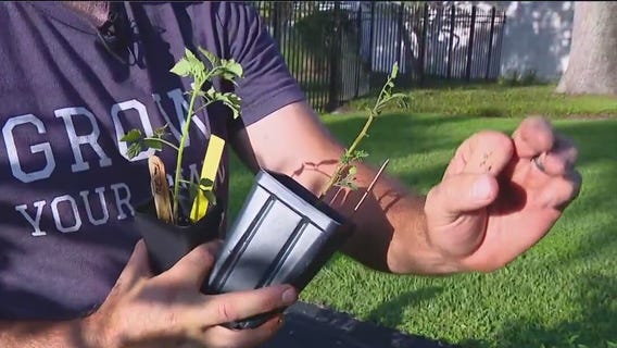 Planting your fall garden in late summer