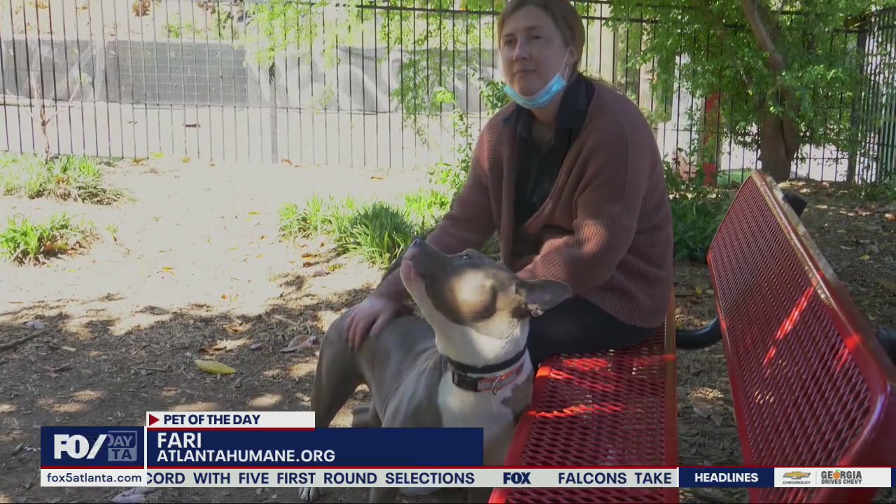 Pet of the Day from the Atlanta Humane Society