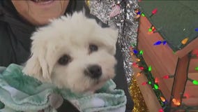 Suburban family raises money for P.A.W.S. Tinley Park with holiday display