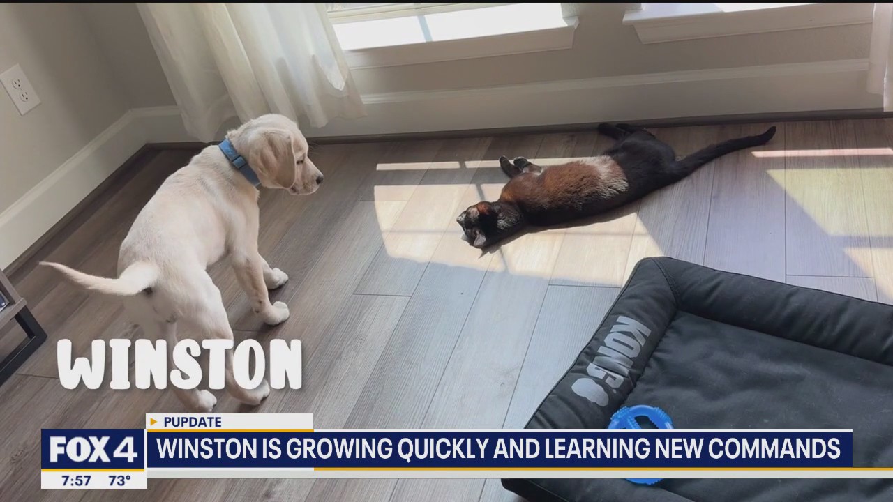 Poppy's puppies update