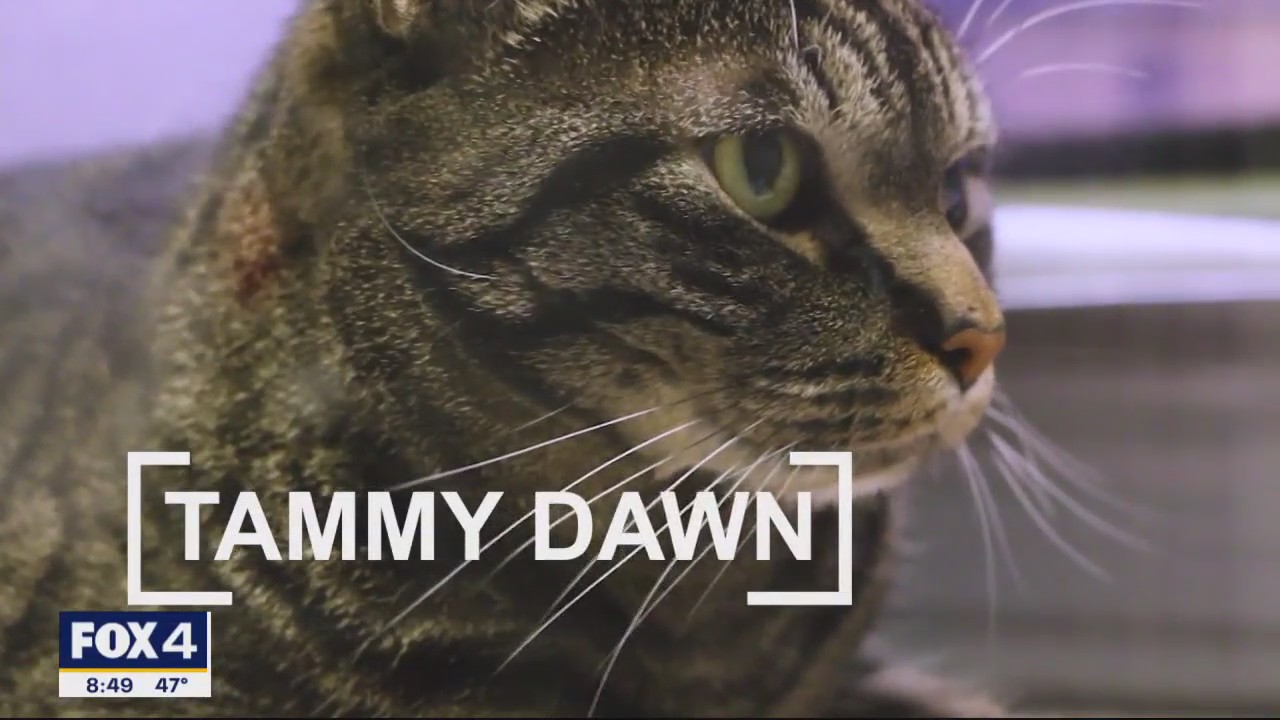 Pet of the Day: Tammy Dawn