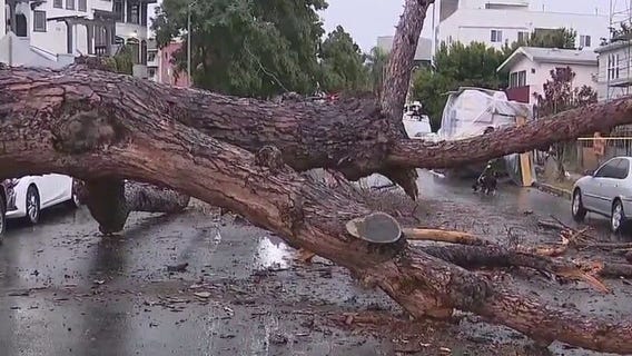 Powerful storm downs trees in Southern California