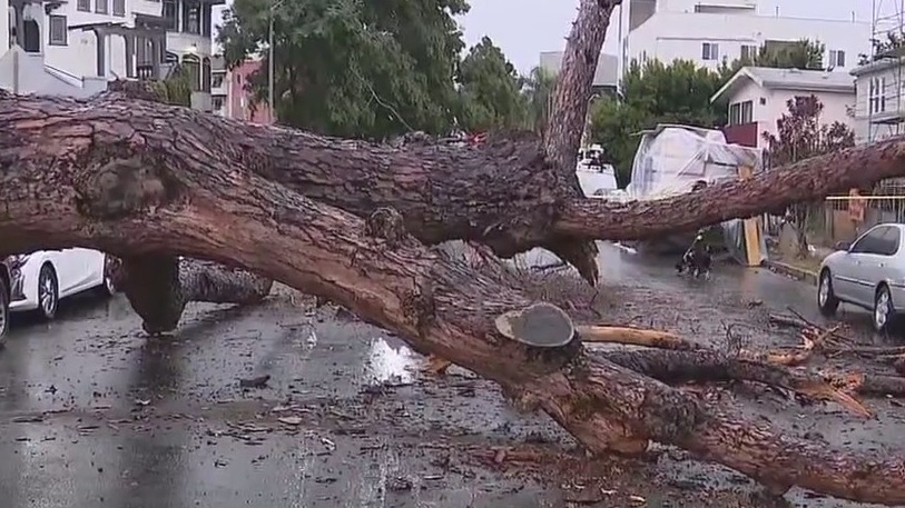 Powerful storm downs trees in Southern California