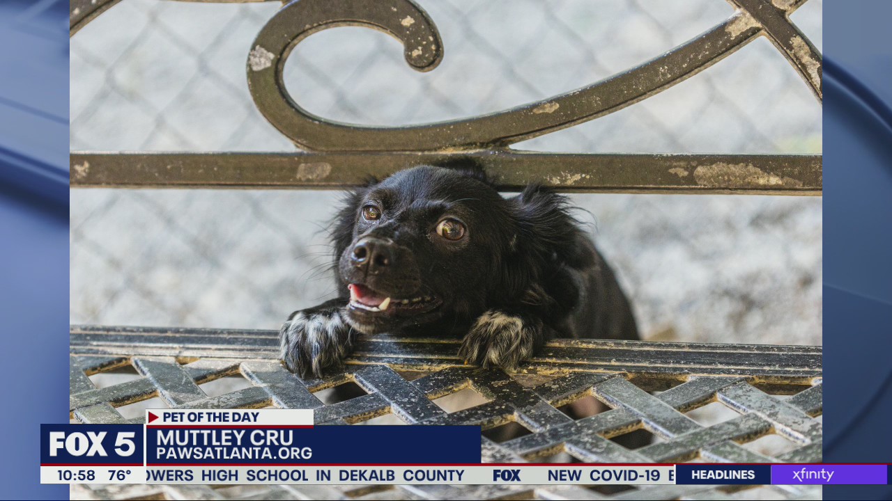 Pet of the Day from Paws Atlanta