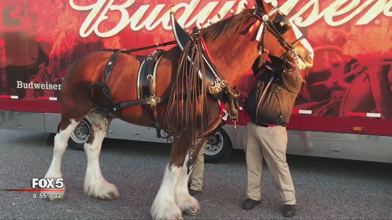 Budweiser Clydesdale in Atlanta