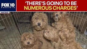 Litchfield Park 'puppy mill' suspects could face dozens of charges, MCSO says