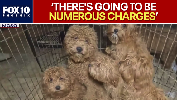 Litchfield Park 'puppy mill' suspects could face dozens of charges, MCSO says