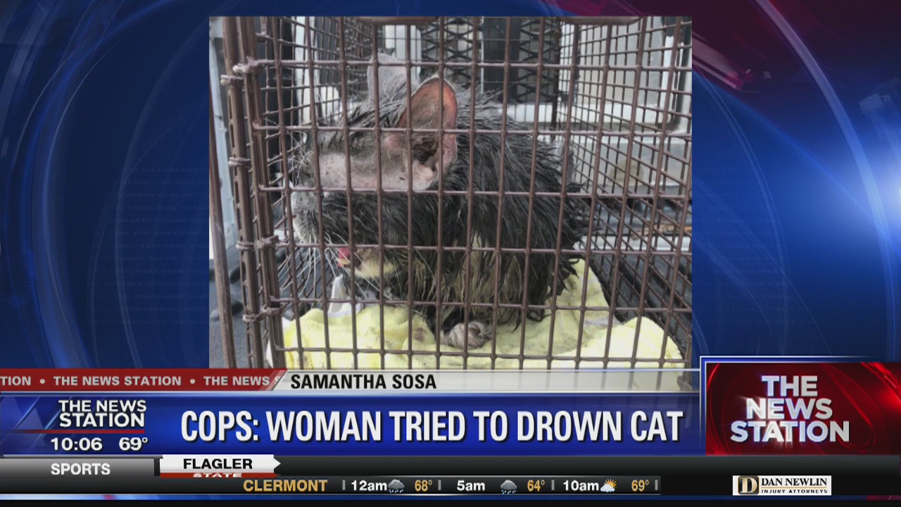 Woman accused of trying to drown cat